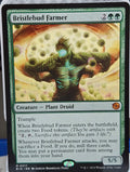 Bristlebud Farmer