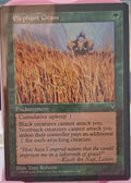 Elephant Grass